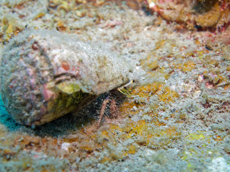 Hermit crab